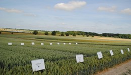 How a vast data set guides variety recommendations